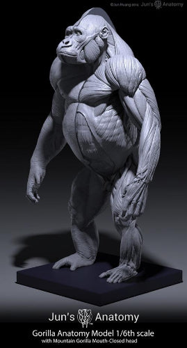 Eastern/Mountain Gorilla Anatomy model 1/6th scale v.1