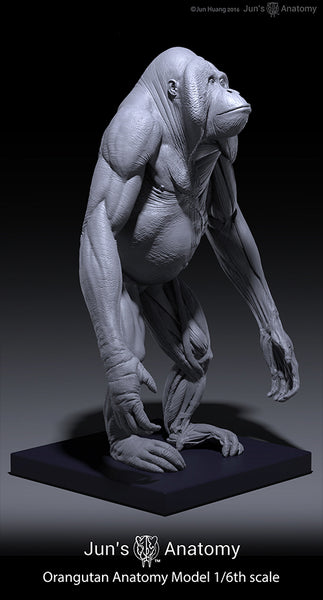 Orangutan Anatomy Model 1/6th scale