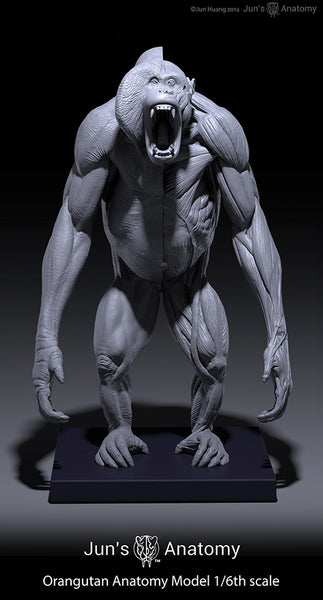 Orangutan Anatomy Model open-mouth "Roar" head