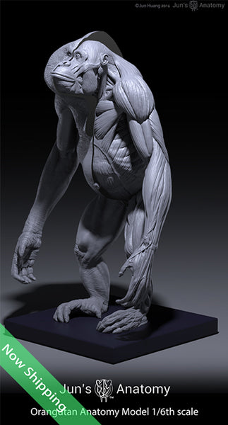 Orangutan Anatomy Model 1/6th scale