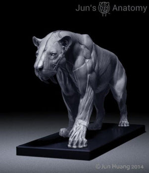 Smilodon Populator "Saber-tooth Cat" Anatomy model 1/6th scale - flesh & superficial muscle