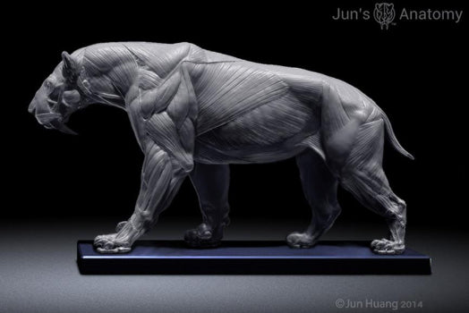Smilodon Populator "Saber-tooth Cat" Anatomy model 1/6th scale - flesh & superficial muscle