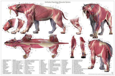 Smilodon Anatomy Chart