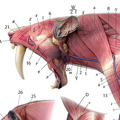 Smilodon Anatomy Chart