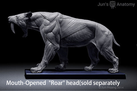 Smilodon Populator "Saber-tooth Cat" Anatomy model 1/6th scale - flesh & superficial muscle