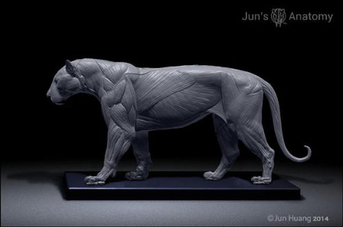 Tiger Anatomy model 1/6th scale - flesh & superficial muscle