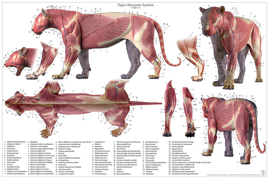 Tiger Anatomy Chart