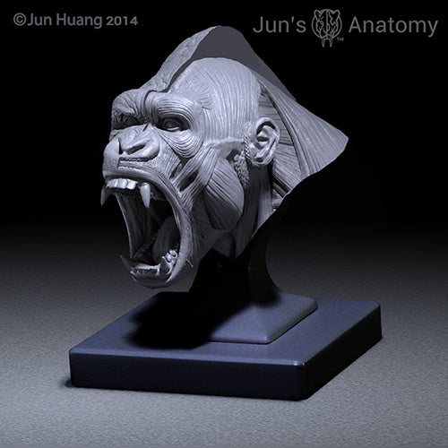 Western Lowland Gorilla Anatomy model open-mouth "Roar" head