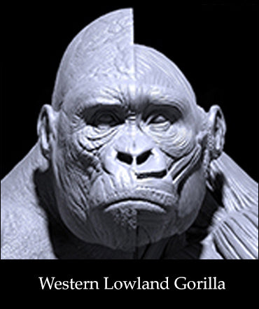 Western Lowland Gorilla Anatomy model 1/6th scale v.1